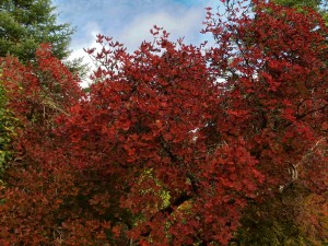 Rhododendron schlippenbachii