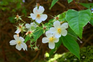 Hydrangea seemanii