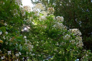 Hydrangea seemanii