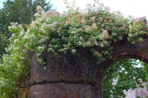 Hydrangea seemanii