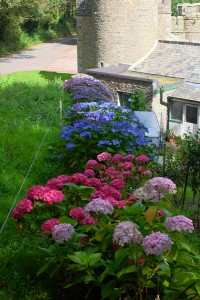 Row of HYDRANGEAS