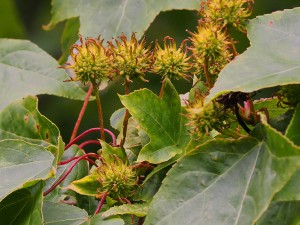 Acer cappadocicum