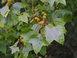 Acer cappadocicum