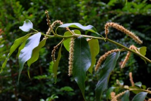 Lithocarpus variolosus