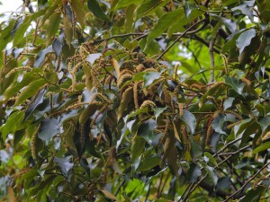 Lithocarpus variolosus