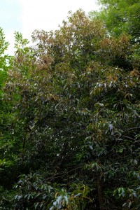 Lithocarpus variolosus