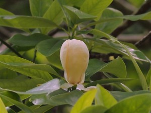 Magnolia virginiana