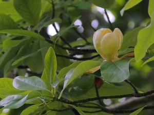 Magnolia virginiana