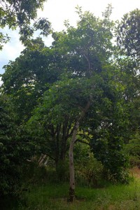 Magnolia virginiana