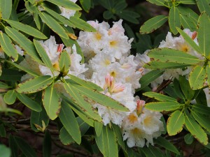 Rhododendron fortunei subsp discolor