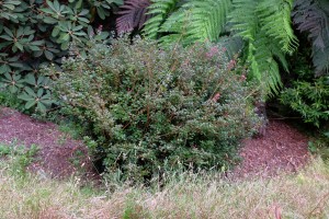 Rhododendron ovatums