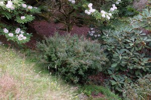 Rhododendron ovatums