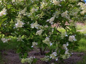 Hydrangea paniculata ‘Kyushu’