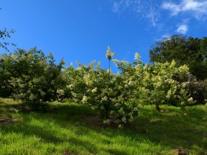 Hydrangea paniculata ‘Kyushu’