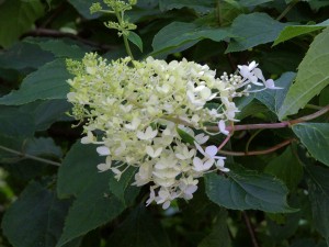 Hydrangea paniculata ‘Phantom’