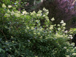 Hydrangea paniculata ‘Phantom’