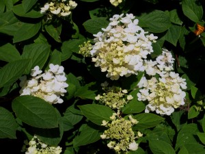 Hydrangea paniculata ‘Pink Diamond’