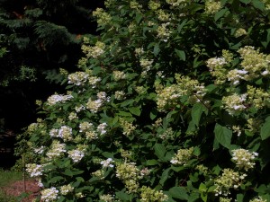 Hydrangea paniculata ‘Pink Diamond’