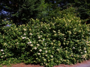 Hydrangea paniculata ‘Pink Diamond’