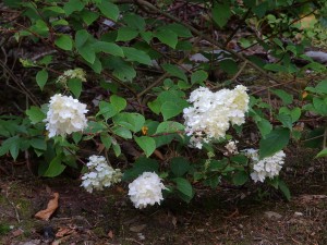 Hydrangea paniculata ‘Vanille Fraise’