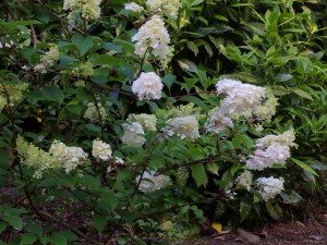 Hydrangea paniculata ‘Vanille Fraise’