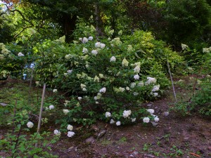 Hydrangea paniculata ‘Vanille Fraise’