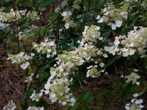 Hydrangea paniculata ‘White Lace’