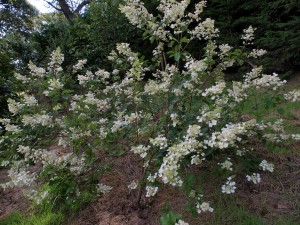 Hydrangea paniculata ‘White Lace’