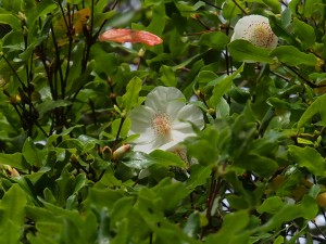 Eucryphia lucida