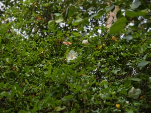 Eucryphia lucida