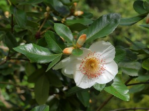 Eucryphia nymansensis ‘Nymansay’