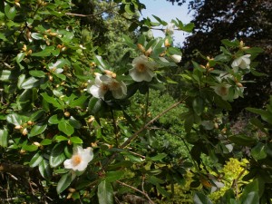 Eucryphia nymansensis ‘Nymansay’