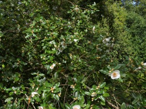 Eucryphia nymansensis ‘Nymansay’