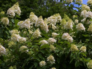 Hydrangea paniculata grandiflora