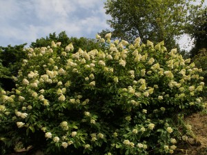 Hydrangea paniculata grandiflora