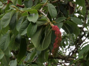 huge seed pods on the Magnolia sargentiana robusta