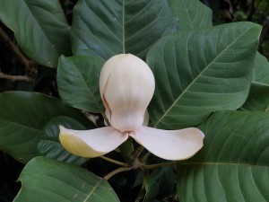 Magnolia delavayi