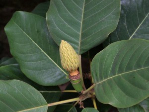 Magnolia delavayi