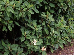 Magnolia delavayi