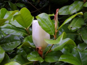 Magnolia grandiflora