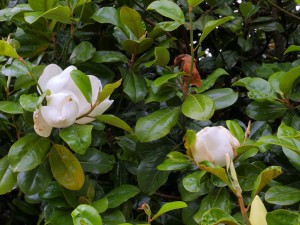 Magnolia grandiflora