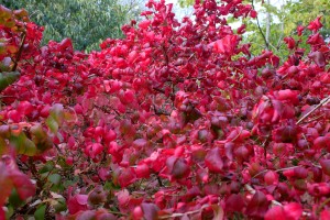 Euonymus alatus