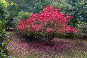 Euonymus alatus