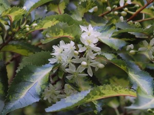 Hoheria populnea ‘Variegata’