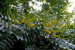 Mahonia lomariifolia