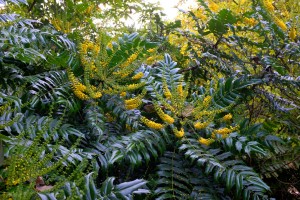 Mahonia lomariifolia