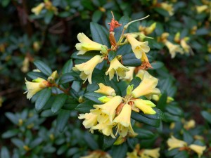 Rhododendron ‘Yellow Hammer’