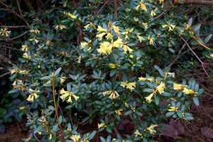 Rhododendron ‘Yellow Hammer’