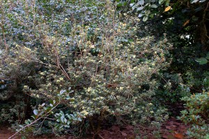 Rhododendron ‘Yellow Hammer’