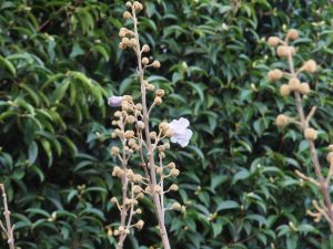 Paulownia elongata